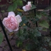 penny lane  